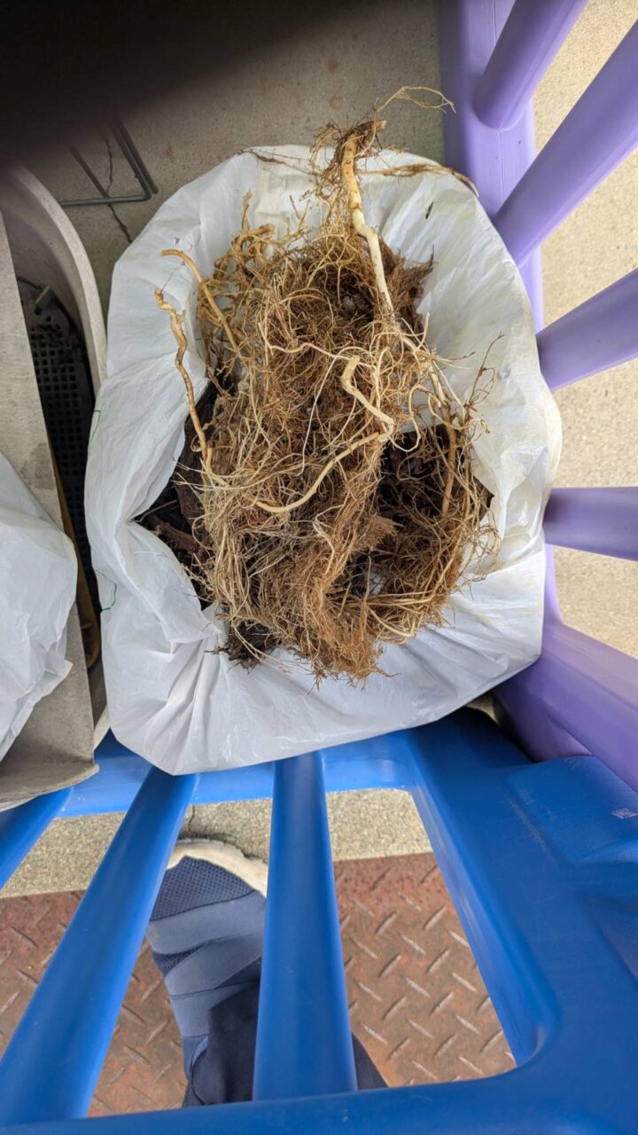 詰まっていた木の根